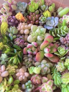 多肉植物 カット苗 たっぷりちまちまパック♡のサムネイル