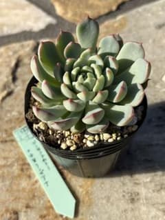 多肉植物　ビンセントカトー　✖️ 中里リンゼアナのサムネイル