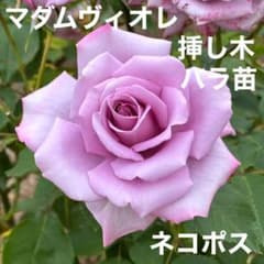 マダムヴィオレ 挿し木バラ苗 紫の貴婦人 四季咲き ネコポス - メルカリ