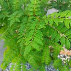 木の芽、山椒の葉200枚おま20枚付きのサムネイル
