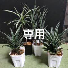 ブルーリーフぎのざ様専用 ドラセナ 4商品セット - メルカリ