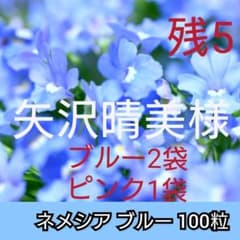 ネメシア3袋セット❇️ブルー花100粒2袋＋ピンク花350粒1袋のサムネイル
