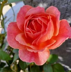 和ばら フルーツ強香の四季咲きのバラ苗 - メルカリ