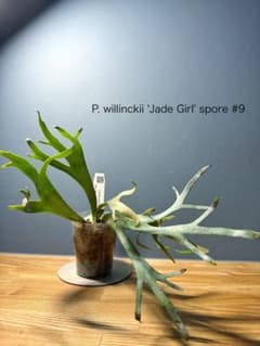 大株　P. willinckii Jade Girl spore ビカクシダ ビカクシダ P. willinckii 'Jade Girl' spore #9 - メルカリ