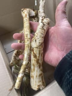 山ワサビ(北海道産) 1kg入りのサムネイル