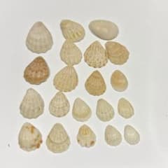 貝殻　20個のサムネイル
