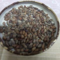 2/23③、2025年、黒松種、静岡県産、200個以上 - メルカリ