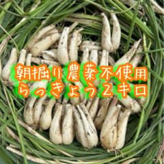 朝掘りらっきょう2キロ 根土付き育成栽培中農薬不使用 - メルカリ
