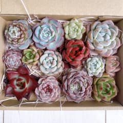 №765 多肉植物 韓国苗 エケベリア♡寄せ植えセット♡現品 匿名発送のサムネイル