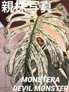 MONSTERA DEVILMONSTERモンステラ デビルモンスター トップ茎 - メルカリ