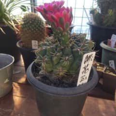 多肉 サボテン 緋花玉のサムネイル