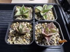 1 アガベ オテロイ実生 4株セット - メルカリ