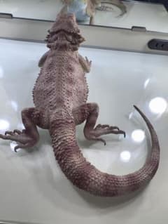 ヒョウモントカゲモドキ フィギュア 中型 ピンクのサムネイル