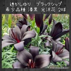 【球根】透かしゆり　ブラックシップ　2球　希少種　漆黒　 百合　ユリ　スカシユリ m41370620463_1.jpg?1762435471
