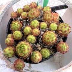 多肉植物 センペルビウム オレンジディップ No.25【緑】 - メルカリ