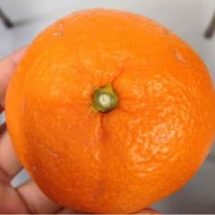みかんのサムネイル