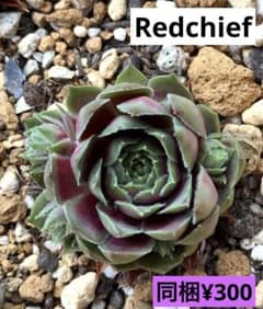 センペルビウム　Redchief  抜き苗のサムネイル