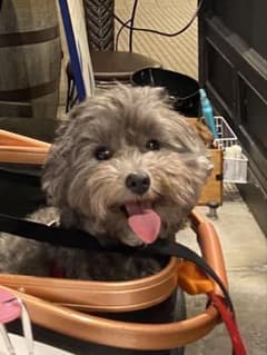 ペットカート 犬用 お出かけ用のサムネイル