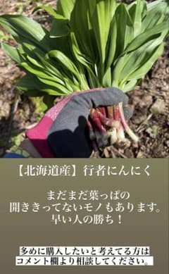 北海道産行者にんにく苗２０００本 m41389214839_1.jpg?1776329200