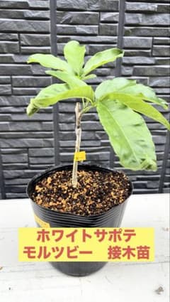 ホワイトサポテ モルツビー 接木苗 - メルカリ