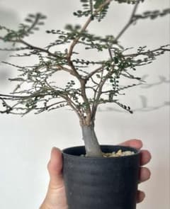 オペルクリカリア デカリー 根差しのサムネイル