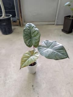 オマケ アロカシア ユカタンプリンセス 抜苗 ネコポス発送 - メルカリ