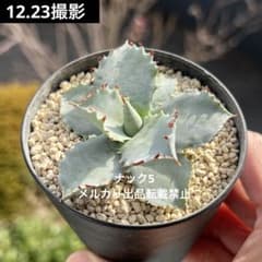 プリンセスクラウン アガベ (検索)チタノタ オテロイ パリー