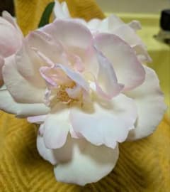 ニンファ　和薔薇　苗