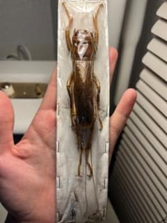 82mm♀】リオック Sia ferox コロギス昆虫標本デュビアタランチュラ