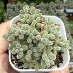 多肉植物　ドロサンテマム 氷晶（5cmポット・根付き苗）のサムネイル