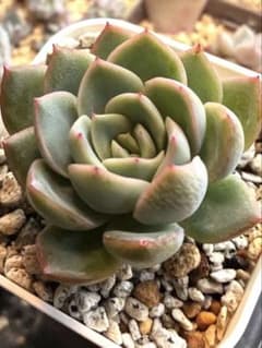 ꫛꫀꪝ✧多肉植物☆エケベリア「ウォーターリリー」☆ - メルカリ