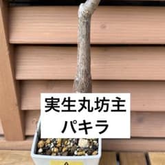 A【観葉植物】パキラ属 実生パキラ 丸坊主から新芽展開中 抜き苗 第四種発送のサムネイル