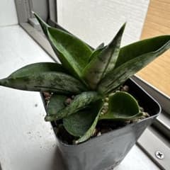 サンスベリア ボンセレンシス スーパードワーフのサムネイル
