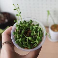 뿌리 뿌리 ◎ 프리프리 그린 목걸이 플라스틱 컵 배송