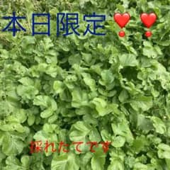 完全無農薬♡26日の夕方採れたて！大根の葉！ネコポスで♡大根の葉っぱ！本日限定のサムネイル