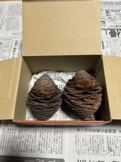 希少品 ヒマラヤ杉 球果 2個セット 自然素材のサムネイル