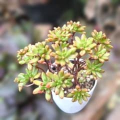 多肉植物♡小人祭り♪アエオニウム（抜き苗） - メルカリ