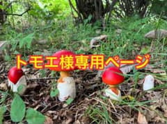 トモエ様専用ページのサムネイル