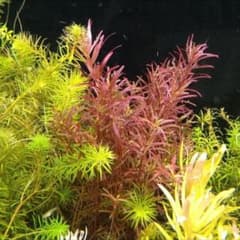 メルカリ便 ロタラブラッドレッド水中葉10本 水草 ADA 水槽 - メルカリ