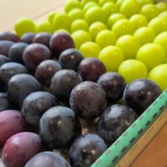 ★岡山県産★ナガノパープル・シャインマスカット　粒1kg（箱込） - 3