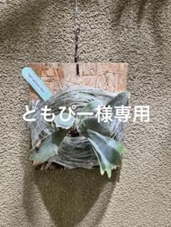 ビカクシダ willinckii Spur OC シュプール - メルカリ