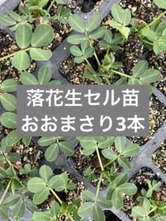 【セル苗】落花生おおまさり苗3本のサムネイル