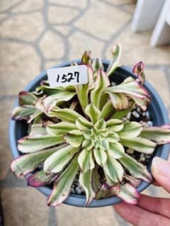 アエオニウム 波の頂上 ＃1527 双子頭 一点物 発根中 - メルカリ