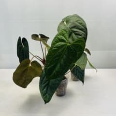 カ*ル様 YM297 3株セット アンスリウム ルクスリアンス × AOS ハイ