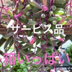 箱に入るだけ❣️ルビーネックレス カット苗 多肉植物 - メルカリ