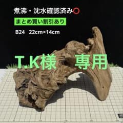 煮沸・沈水確認済み】 B24 天然流木 アクアリウム、爬虫類用 - メルカリ