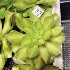 77#観葉植物アエオニウム❤️サラダボール中斑錦❤️大頭10cm 拔き苗