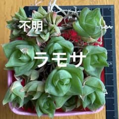 多肉植物 ハオルチアセット （14個） - メルカリ
