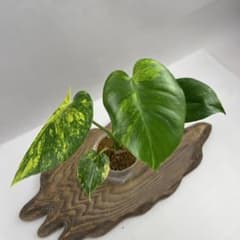 ち*え様 YM015 モンステラ デリシオーサ 黄金葉 ゴールドリーフ
