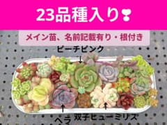 23品種入り 多肉ちゃんお弁当のサムネイル